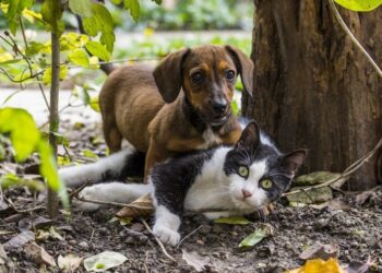 Gatos y perros con coronavirus, ¿Sabemos sus síntomas?