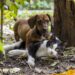 Gatos y perros con coronavirus, ¿Sabemos sus síntomas?