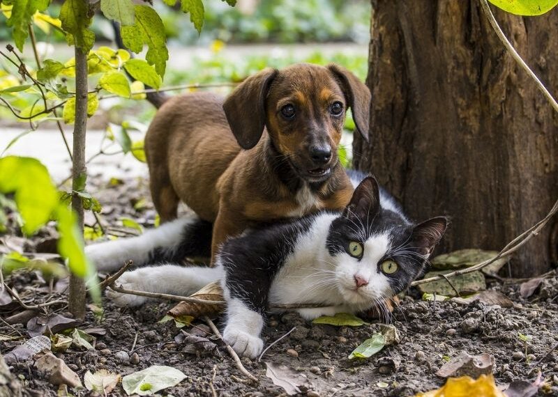Gatos y perros con coronavirus, ¿Sabemos sus síntomas?