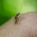 zika