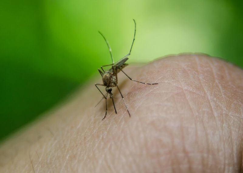 zika