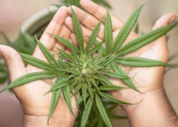 marihuana