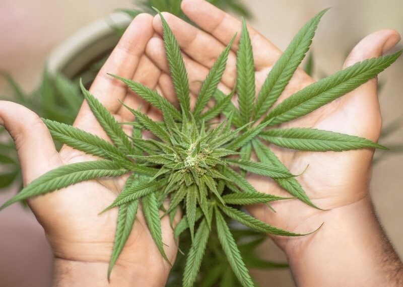 marihuana