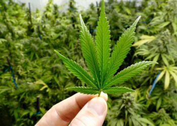 marihuana 4/20