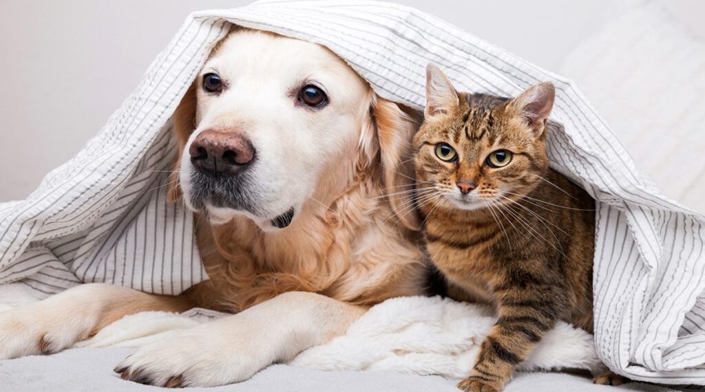 es de gran beneficio esterilizar las mascotas