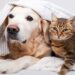 es de gran beneficio esterilizar las mascotas