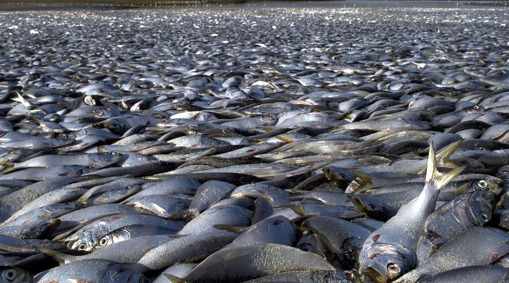 decenas de peces muertos flotando sorprende a los residentes