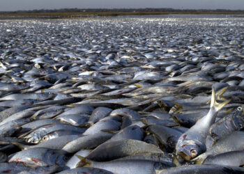 decenas de peces muertos flotando sorprende a los residentes