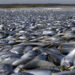 decenas de peces muertos flotando sorprende a los residentes