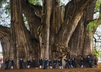 ¿Qué hacer en el árbol del Tule?