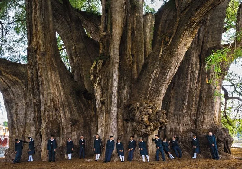 ¿Qué hacer en el árbol del Tule?
