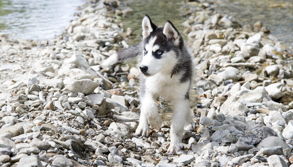 ¿Cuándo la piedra está para el perro?