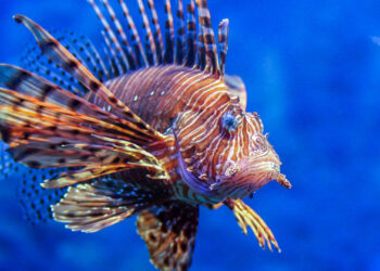 ¿Qué es una especie en biología?