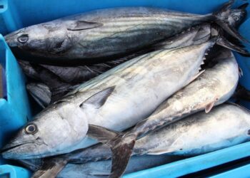 pescado bonito