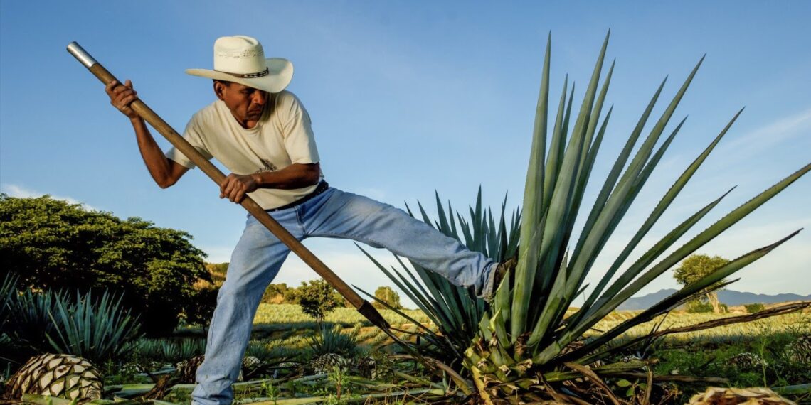 Mezcal de Oaxaca