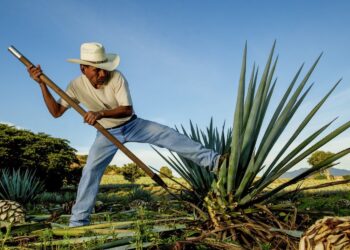 Mezcal de Oaxaca