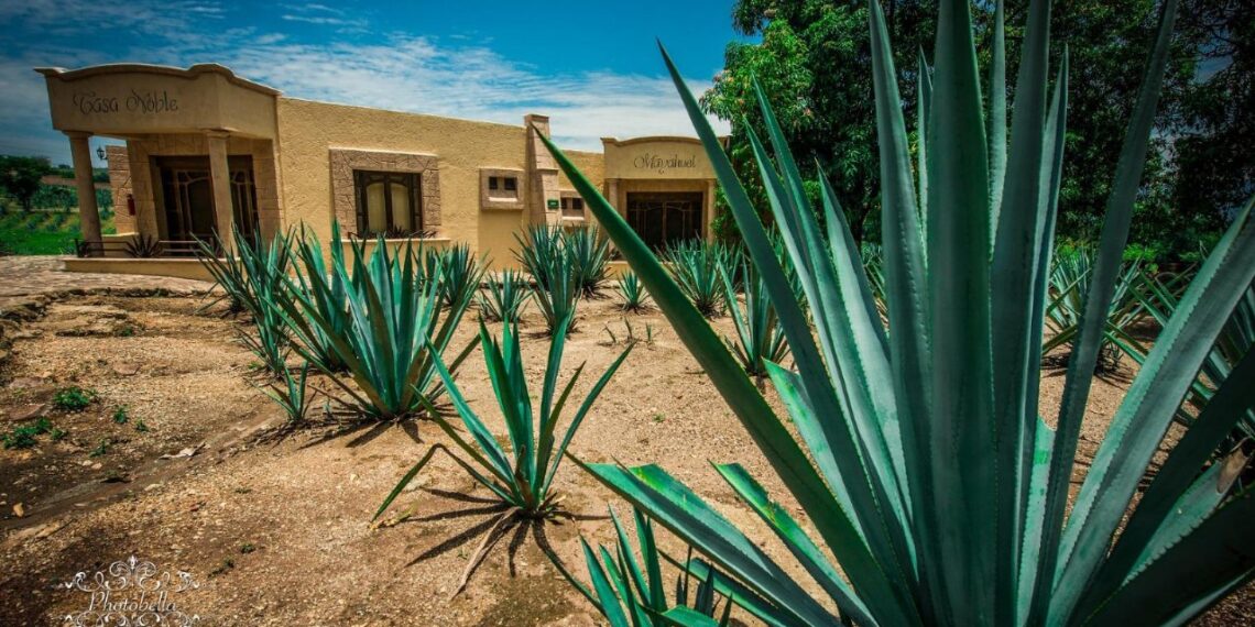 Descubre los secretos detrás de la Ruta del Mezcal en Oaxaca
