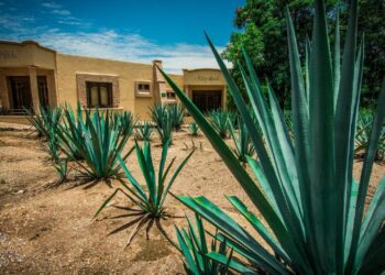 Descubre los secretos detrás de la Ruta del Mezcal en Oaxaca