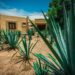 Descubre los secretos detrás de la Ruta del Mezcal en Oaxaca