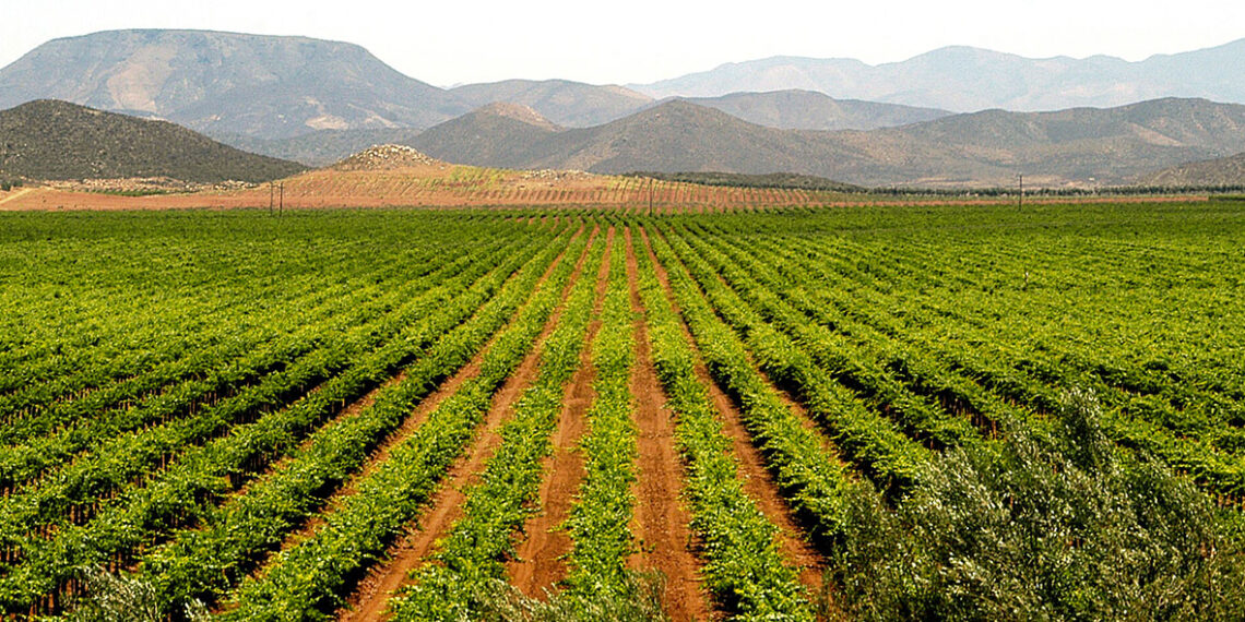 Descubre los secretos de la ruta del vino en Ensenada
