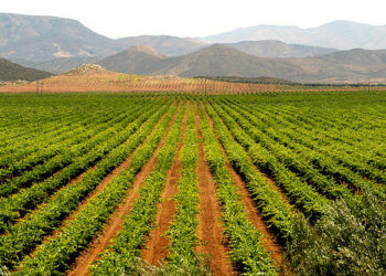 Descubre los secretos de la ruta del vino en Ensenada