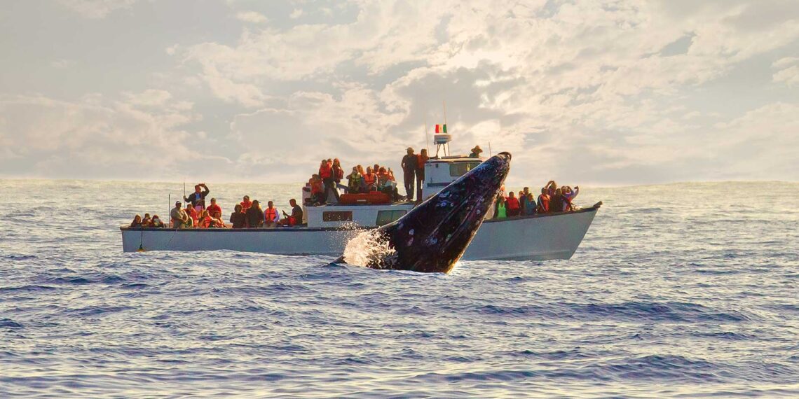 avistamiento de ballenas en baja california