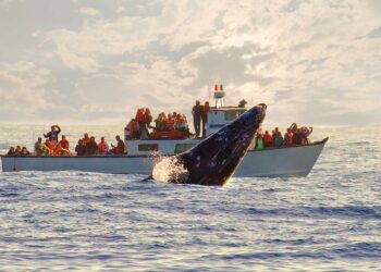 avistamiento de ballenas en baja california
