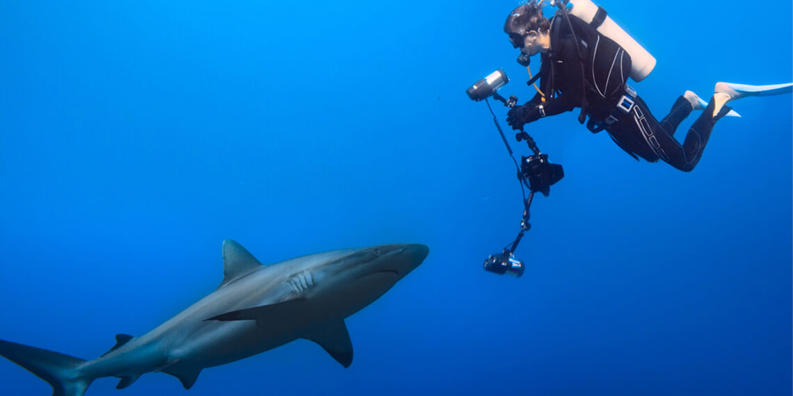 tiburones