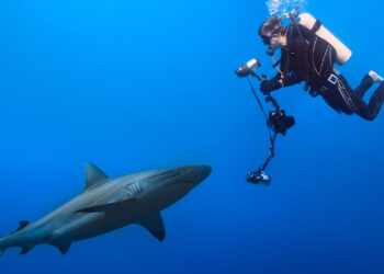 tiburones
