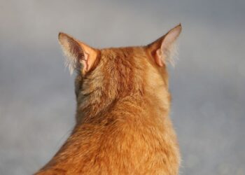 gato dorado africano