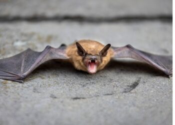 Nipah