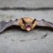 Nipah