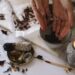 Descubriendo el Sabor Único del Cacao Oaxaqueño: Historia, Características y Recetas Auténticas