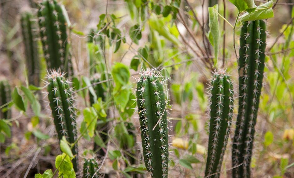 Descubre los Fascinantes Rituales Indígenas de Colombia: Tradiciones Ancestrales y Su Significado